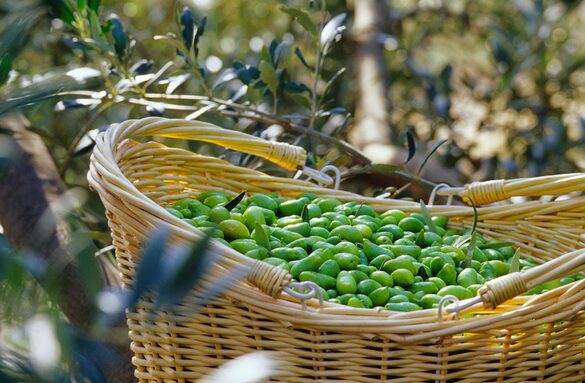 oulibo-cooperative-huile-olive-verte-noire-lucques-sud-france-oleiculteur_visite-degustation-tourisme-recettes_Cabezac_-BIZE_MINERVOIS-2.jpg